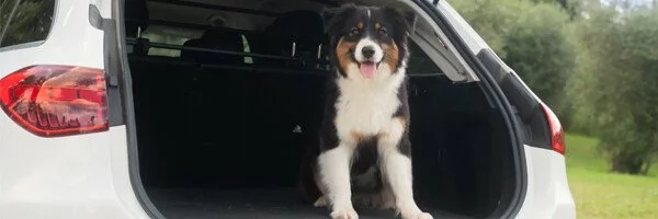 Separatoare auto pentru caini si bagaje